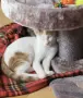 Бяло-рижав котарак търси дом, снимка 6