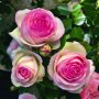 Роза 36