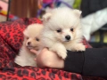 Померан , снимка 4