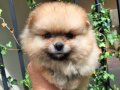 Померан, снимка 5