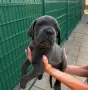 кученца Кане корсо, снимка 10