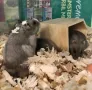 мини хамстер, снимка 3