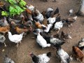 Шарени КАТУНСКИ кокошки, снимка 1 - Кокошки и пуйки - 41497653