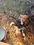 Женско  кученца потхаунт , снимка 2