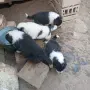 Малки Каракачански кученца, снимка 5