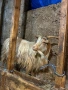 Калоферска коза, снимка 3