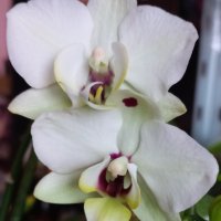 Орхидея фаленопсис Black eye, снимка 1 - Стайни растения - 39699375