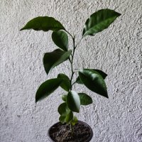 Портокал младо растение за свежест и декорация, снимка 2 - Стайни растения - 42531800