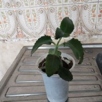 Каланхое дегримонтиана , снимка 1 - Градински цветя и растения - 40837555