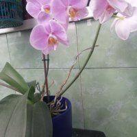 Орхидеи, снимка 1 - Стайни растения - 39146934
