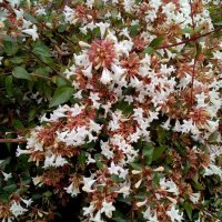 Абелия Грандифлора Прострата, Аbelia Grandiflora Prostrata!!!, снимка 3 - Градински цветя и растения - 42224460