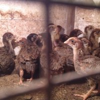 Сребърни и червени катунски пилета, снимка 4 - Кокошки и пуйки - 41455038