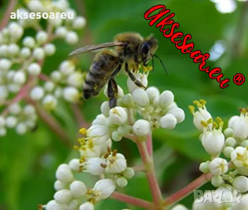 Продавам 400 висококачествени семена от медоносното дърво на пчеларя Еводия Даниели и разсад дръвчет, снимка 1