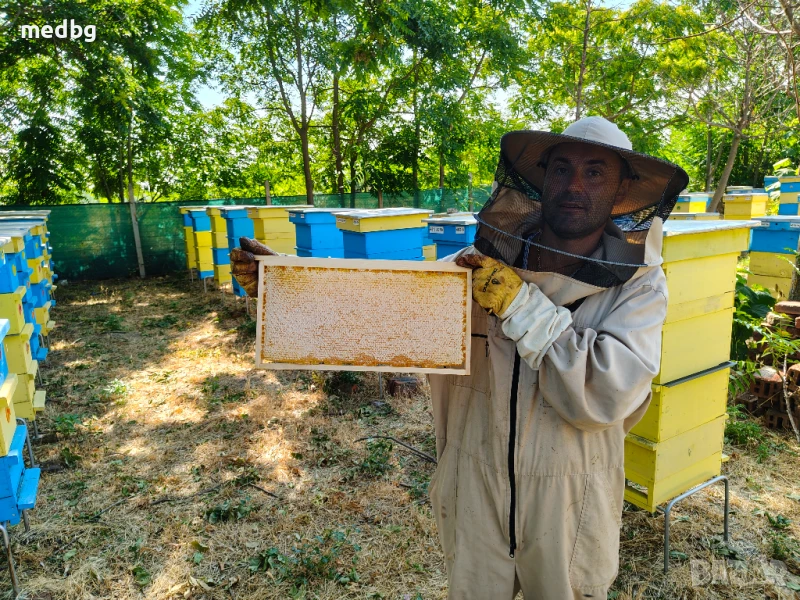 Пчелна рамка с мед, снимка 1