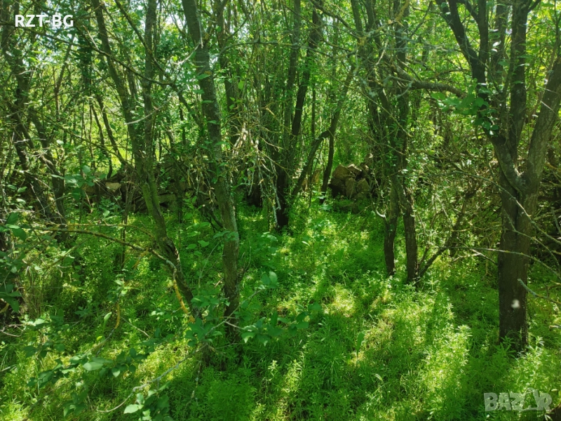 Почистване, косене, подкастряне, подръжка на терени, снимка 1