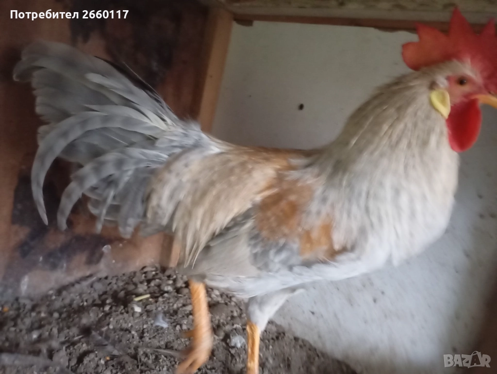 Италиански петел Легхорн, снимка 1