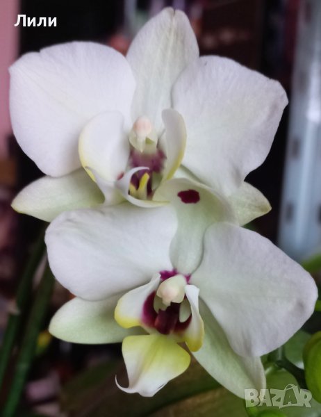 Орхидея фаленопсис Black eye, снимка 1