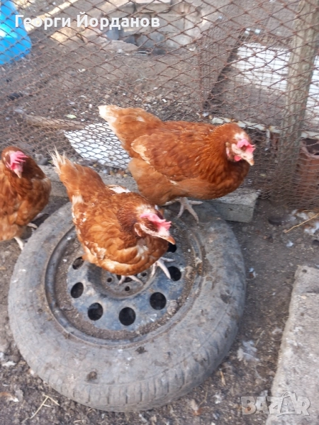 кокошки носачки ломанбраун браун на12 месеца , снимка 1