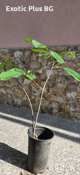 Асимина Трилоба 74см - Реални снимки , снимка 1