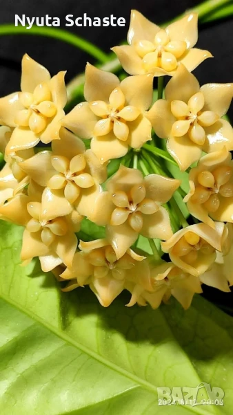 Hoya phyllura, снимка 1