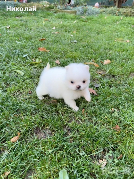 Померан мини момиче. Померанче, снимка 1