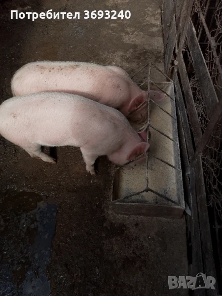 Продавам малки прасета , снимка 1