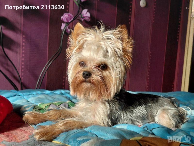 йорки мъжко - търсим женско за потомство, снимка 1