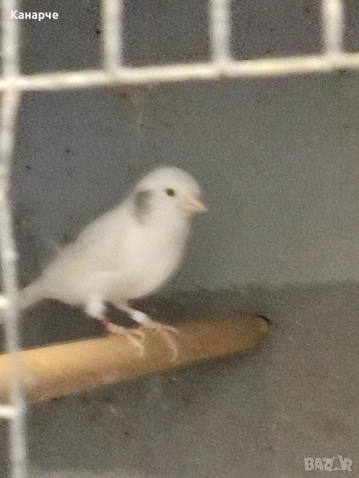 Канари, снимка 1