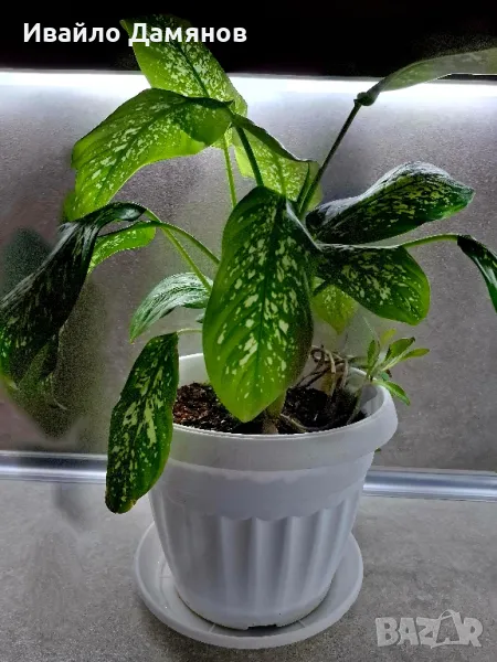 Стайно цвете / цвете Дифенбахия (Dieffenbachia), снимка 1