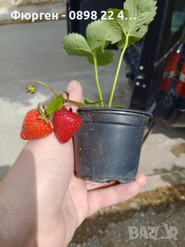   Ягода Малга , Морано и Клери Налични 3 сорта, снимка 11 - Разсади - 48005533