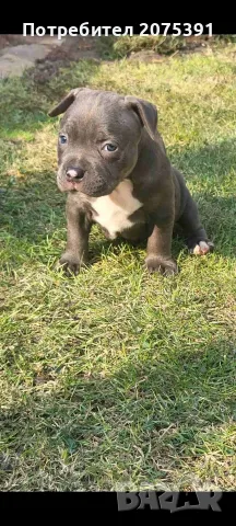 Американско були покет  American bully , снимка 3 - Питбул - 55752145