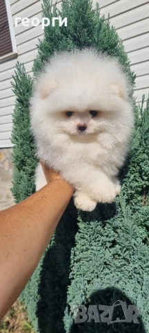померан мини померанче, снимка 8 - Померан - 51192658