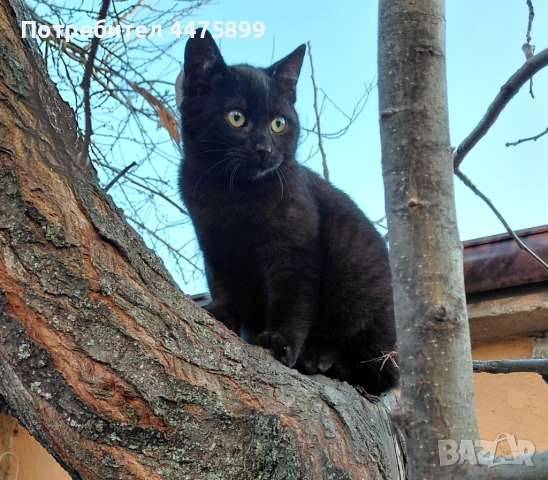 Подарявам котета на добри стопани, гр. Елин Пелин, снимка 3 - Други - 51817321