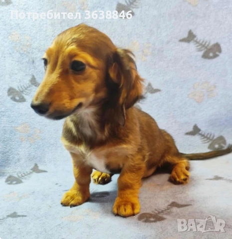 Дългокосмест миниатюрен дакел, снимка 2 - Дакели - 53708173