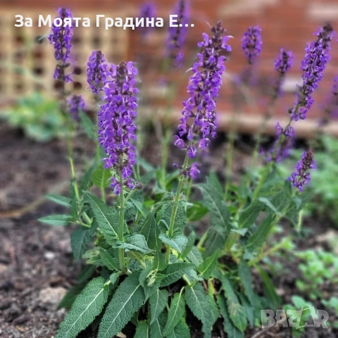 Салвия, снимка 3 - Градински цветя и растения - 53634660