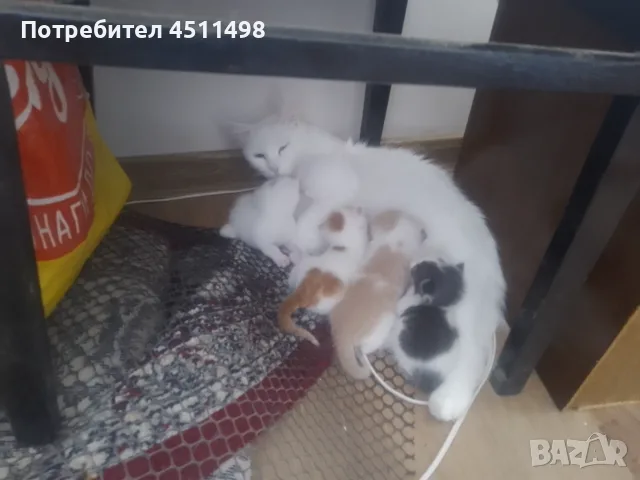 Котенца на 2,5 месеца, снимка 4 - За котки - 56142437