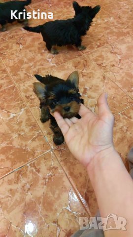 Йорки йоркширски териер, снимка 16 - Йоркширски териер - 39758358