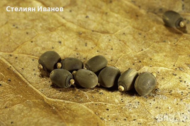 Aнамски / виетнамски пръчици (Medauroidea extradentata), снимка 4 - Други - 51456029