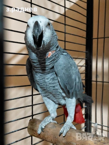 Мъжко кралско жако, снимка 2 - Папагали - 53627442