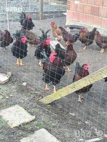 Огромни петли, снимка 2 - други­ - 53265953