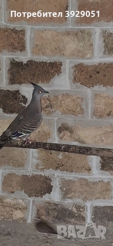 Продавам Австралийски качулати, снимка 7 - други­ - 49866843