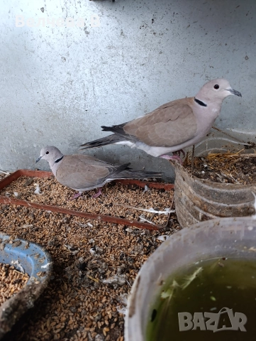 Смеещи се гугутки, снимка 4 - Абсорбатори - 52722561