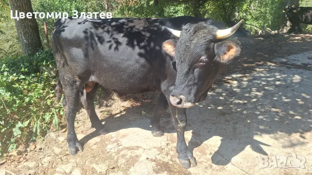 Продавам едно мъжко и едно женско теле 