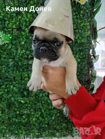 Френски булдог french bulldog , снимка 4 - Френски булдог - 56271586
