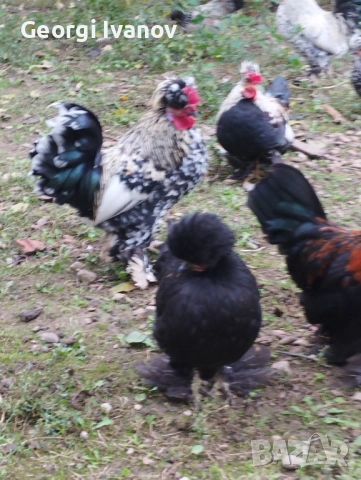 джинки и струмски , снимка 4 - други­ - 52110864