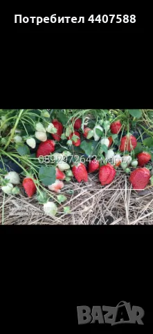 Разсад ягоди , снимка 13 - Разсади - 49528498