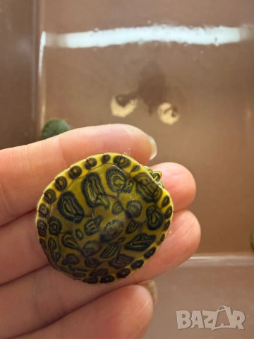 Продавам водни костенурки , снимка 4 - Костенурки - 53465838