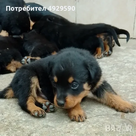 Продавам ротвайлери, снимка 8 - Ротвайлер - 55800276