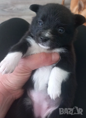 чихупинчери, снимка 7 - Чихуахуа - 53137310