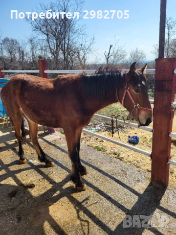 Продавам Мъжки кончета , снимка 7 - Коне - 53844953